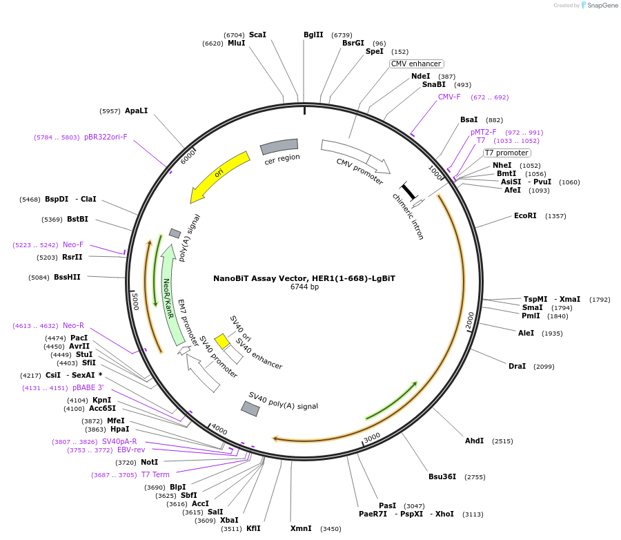 237104-plasmid-map-sequence-id-486456
