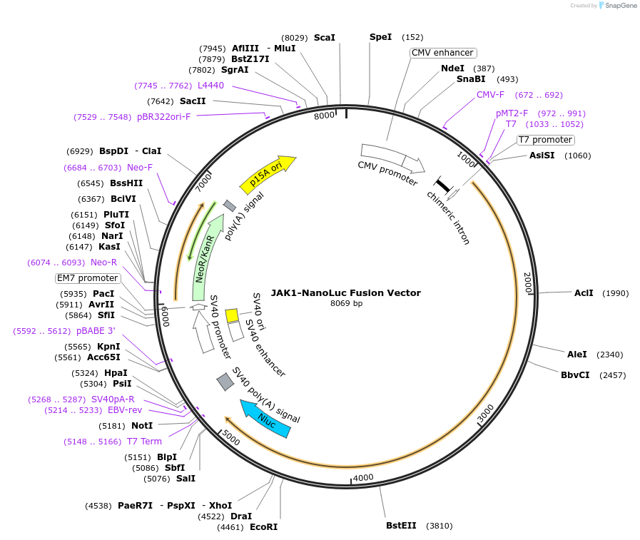 238880-plasmid-map-sequence-id-486457