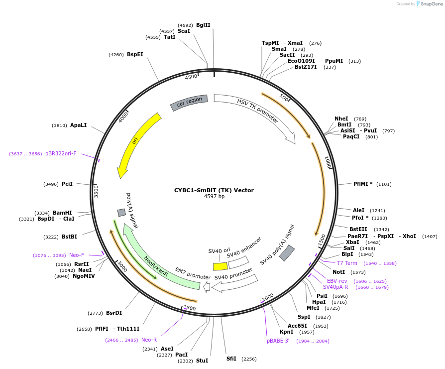 238792-plasmid-map-sequence-id-486459