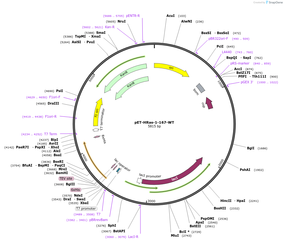 245306-plasmid-map-sequence-id-486460