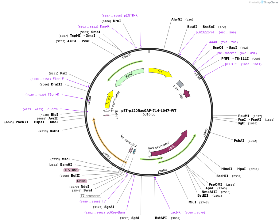 245307-plasmid-map-sequence-id-486461