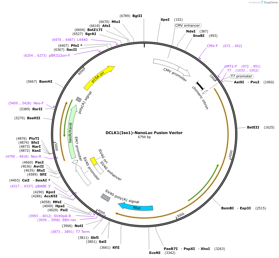 237193-plasmid-map-sequence-id-486462