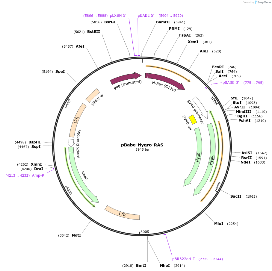 242639-plasmid-map-sequence-id-486465