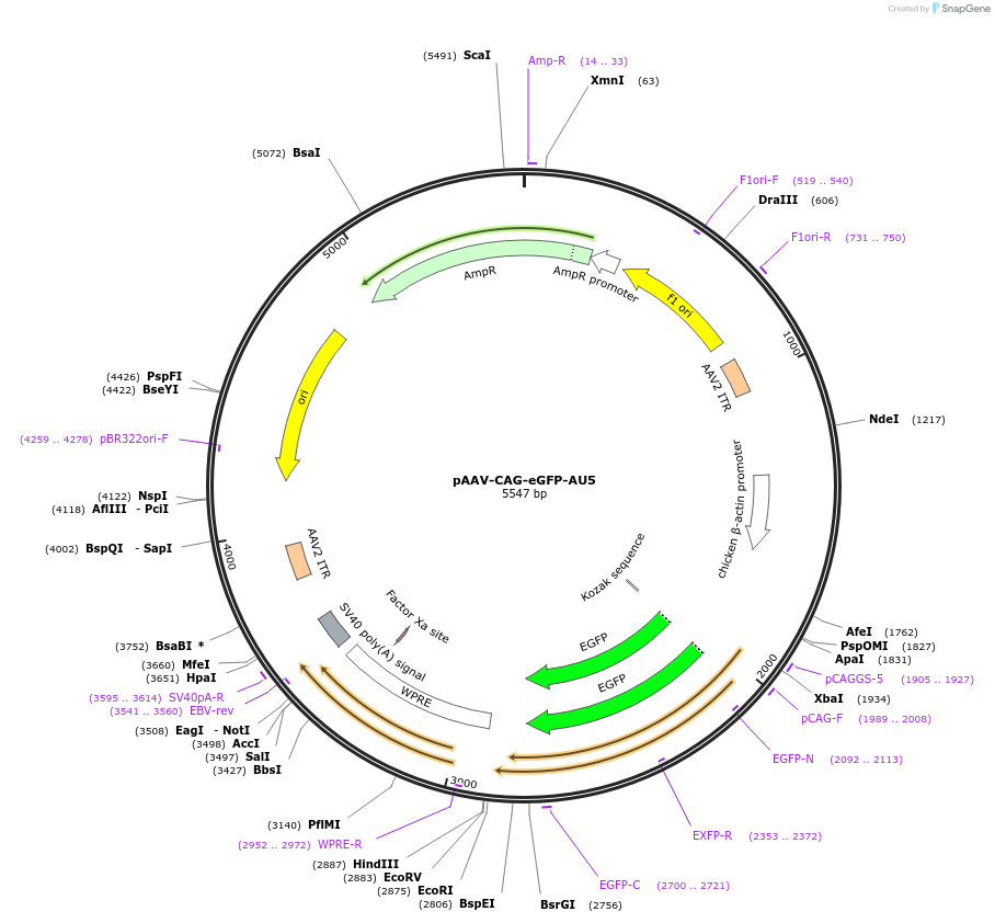 242765-plasmid-map-sequence-id-486470