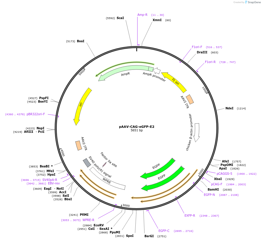 242766-plasmid-map-sequence-id-486471