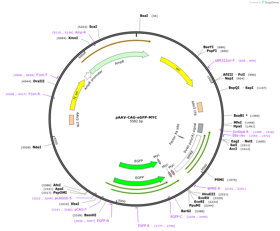 242771-plasmid-map-sequence-id-486472