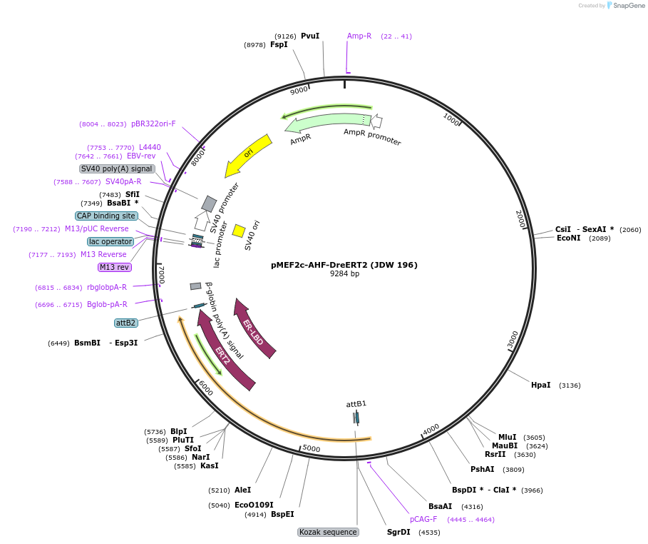 242586-plasmid-map-sequence-id-486493