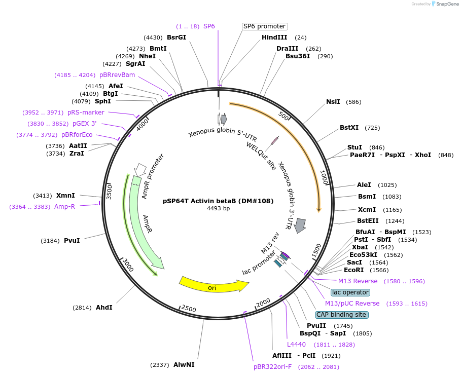 15045-plasmid-map-sequence-id-486496