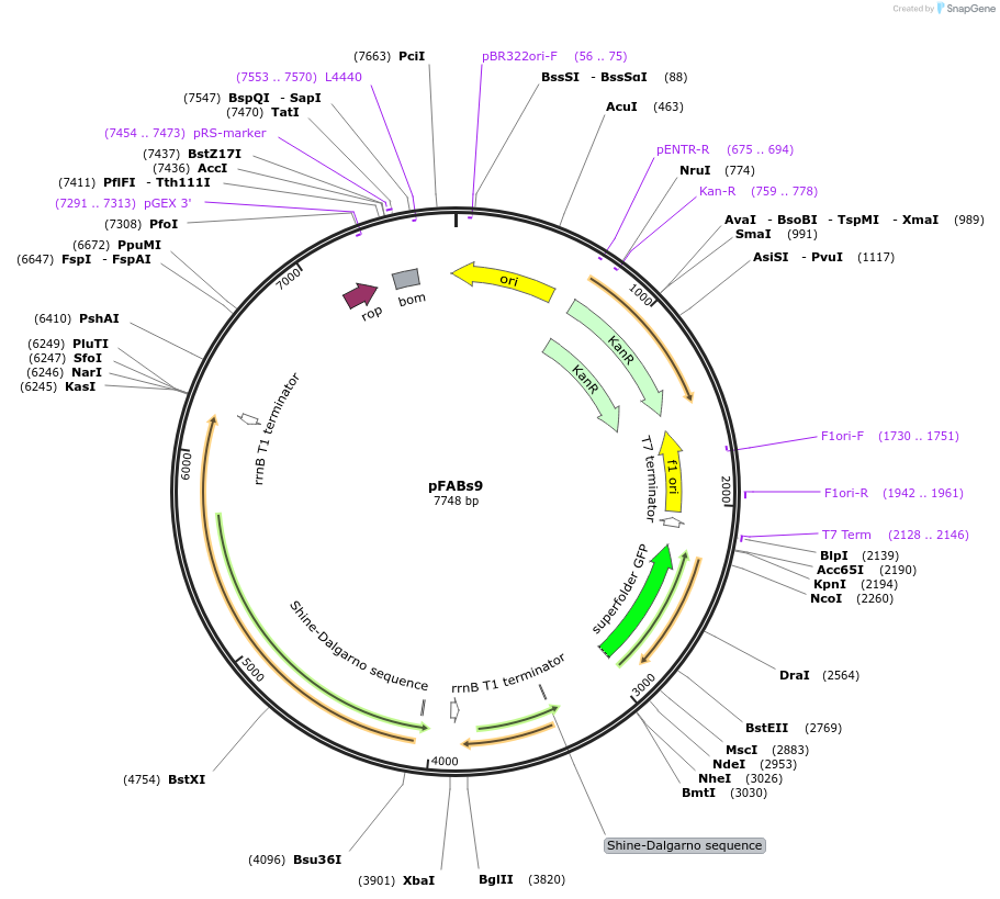 241905-plasmid-map-sequence-id-486512