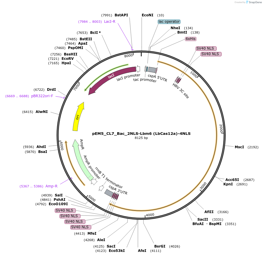 244840-plasmid-map-sequence-id-486518