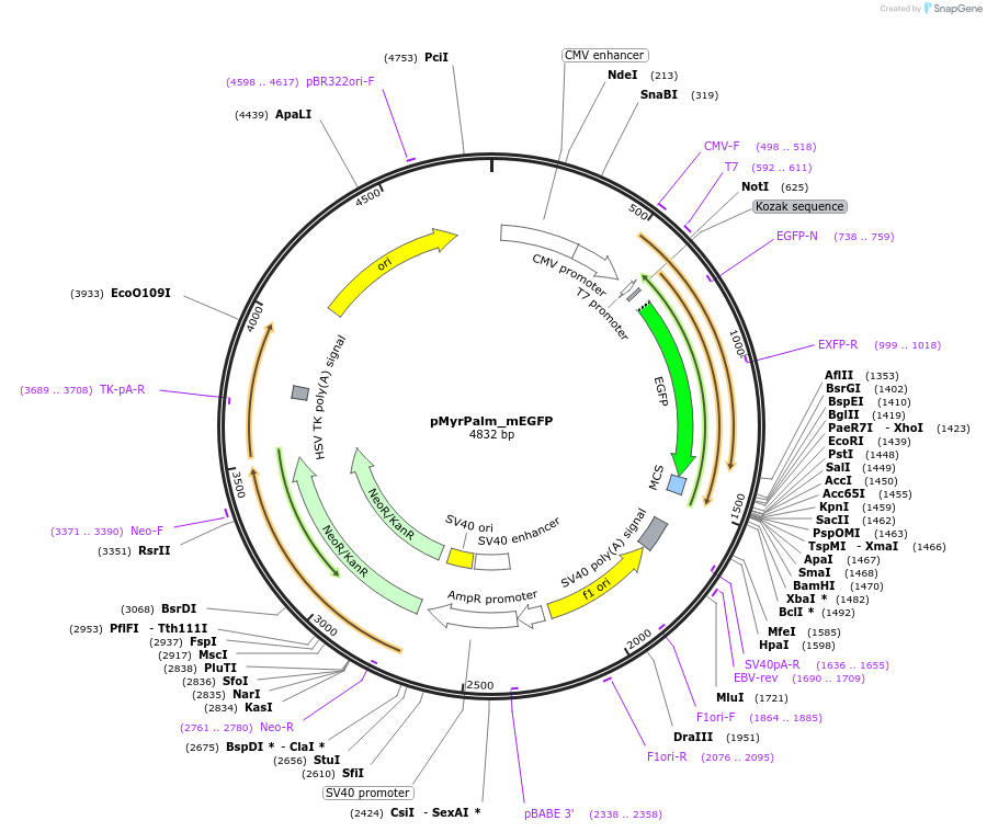 21037-plasmid-map-sequence-id-486519
