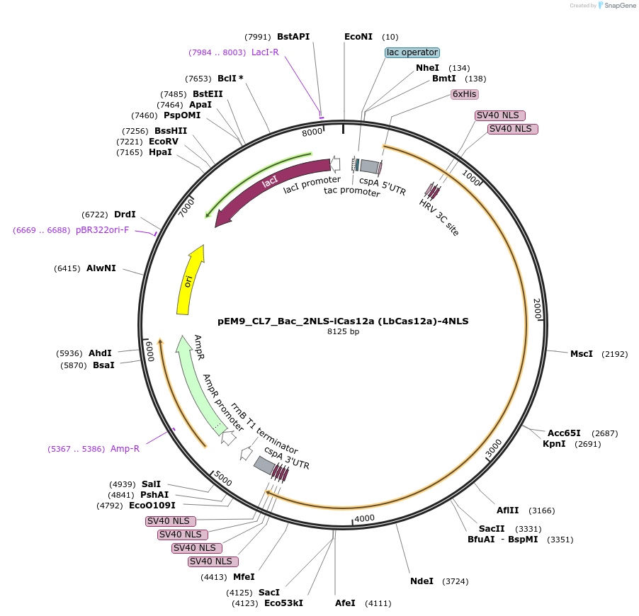 244844-plasmid-map-sequence-id-486520