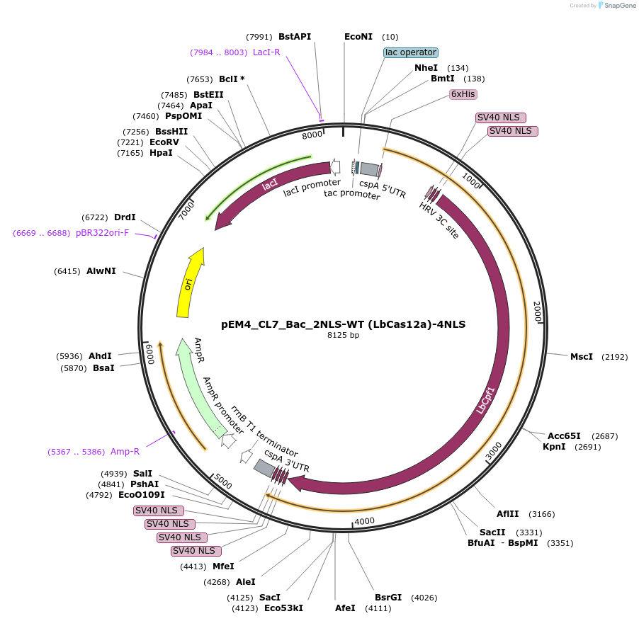 244839-plasmid-map-sequence-id-486521