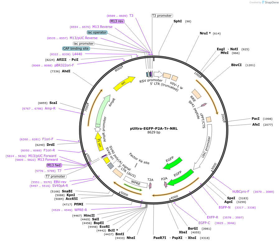 239100-plasmid-map-sequence-id-486524