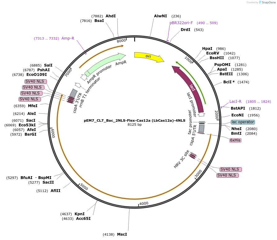 244842-plasmid-map-sequence-id-486525