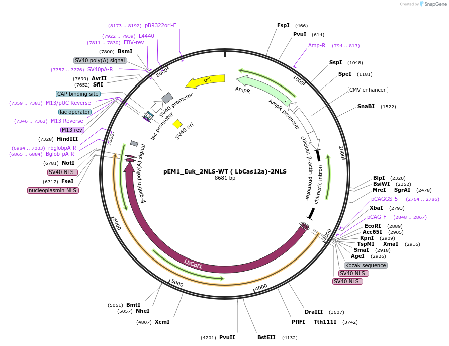 244836-plasmid-map-sequence-id-486527