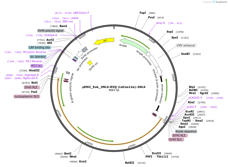 244837-plasmid-map-sequence-id-486528