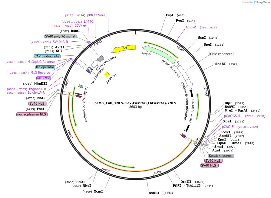 244838-plasmid-map-sequence-id-486531