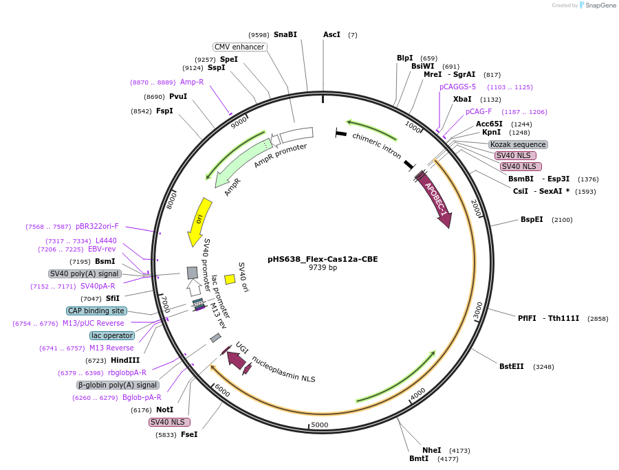 244845-plasmid-map-sequence-id-486580