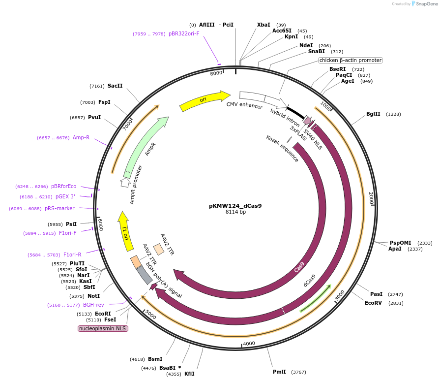 244821-plasmid-map-sequence-id-486581