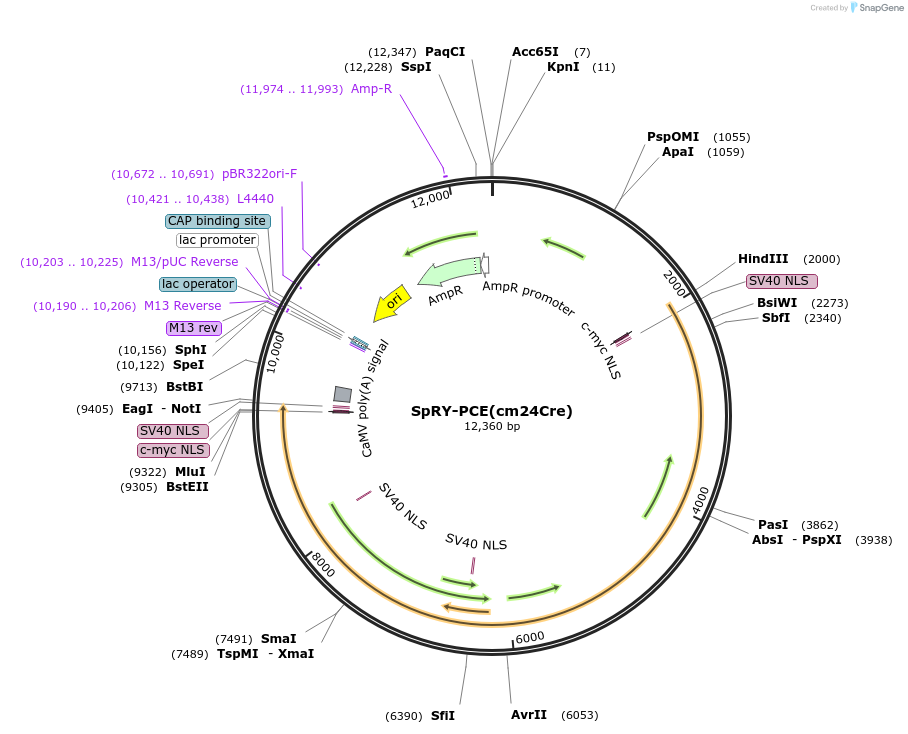 242426-plasmid-map-sequence-id-486612