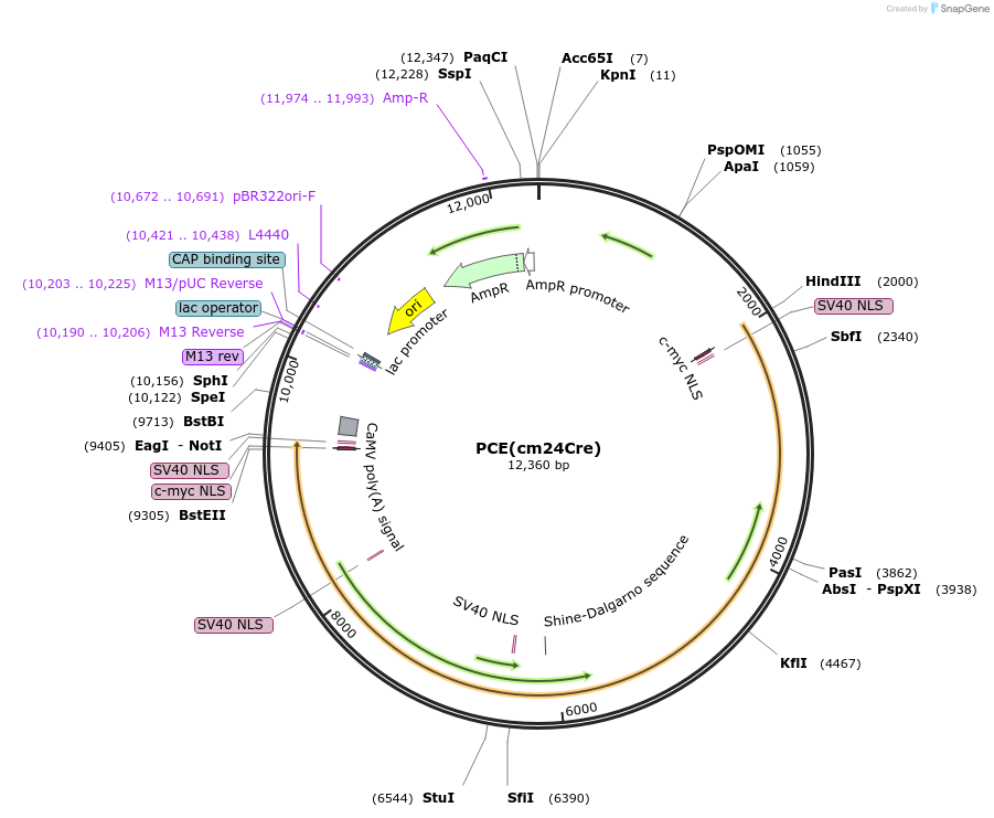 242425-plasmid-map-sequence-id-486613