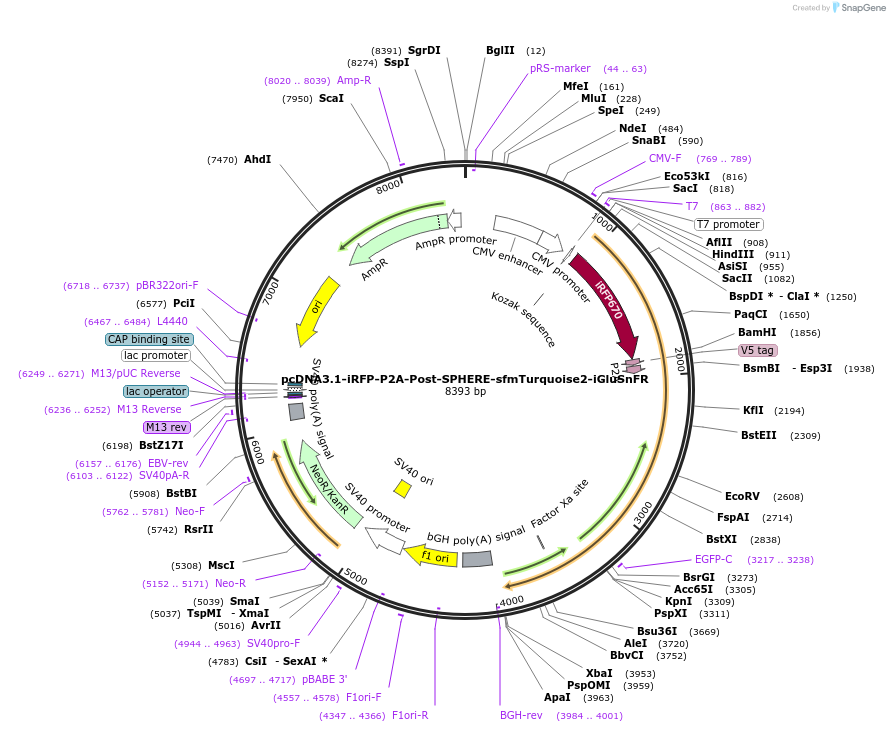 187096-plasmid-map-sequence-id-486618
