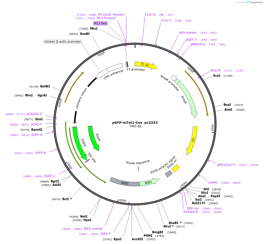 201696-plasmid-map-sequence-id-486620