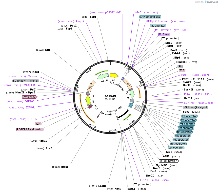 242612-plasmid-map-sequence-id-486661