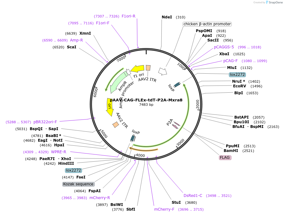 242478-plasmid-map-sequence-id-486663