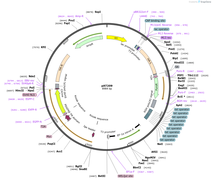 242614-plasmid-map-sequence-id-486664