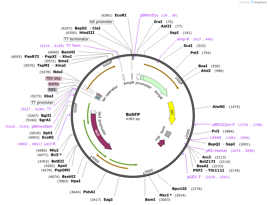 242094-plasmid-map-sequence-id-486668