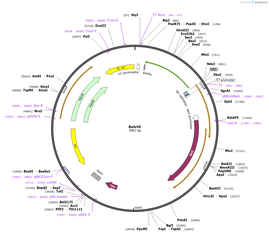 242095-plasmid-map-sequence-id-486669
