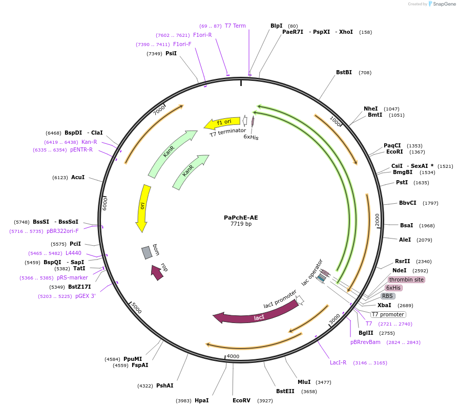 242103-plasmid-map-sequence-id-486670