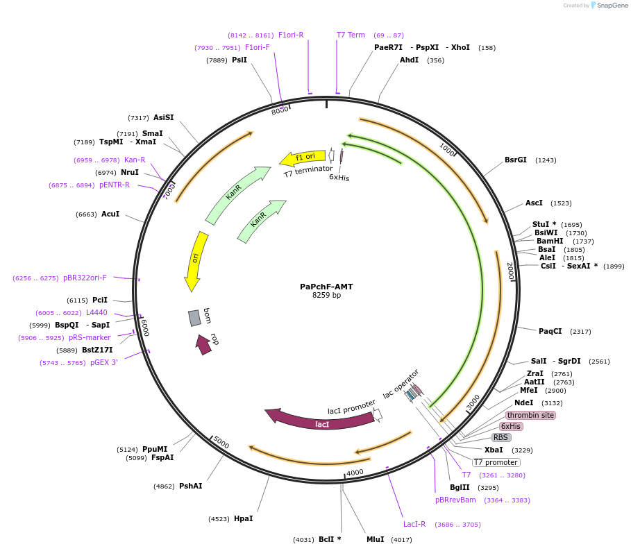 242104-plasmid-map-sequence-id-486672