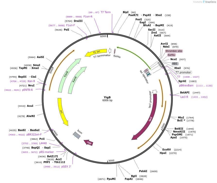 242096-plasmid-map-sequence-id-486673