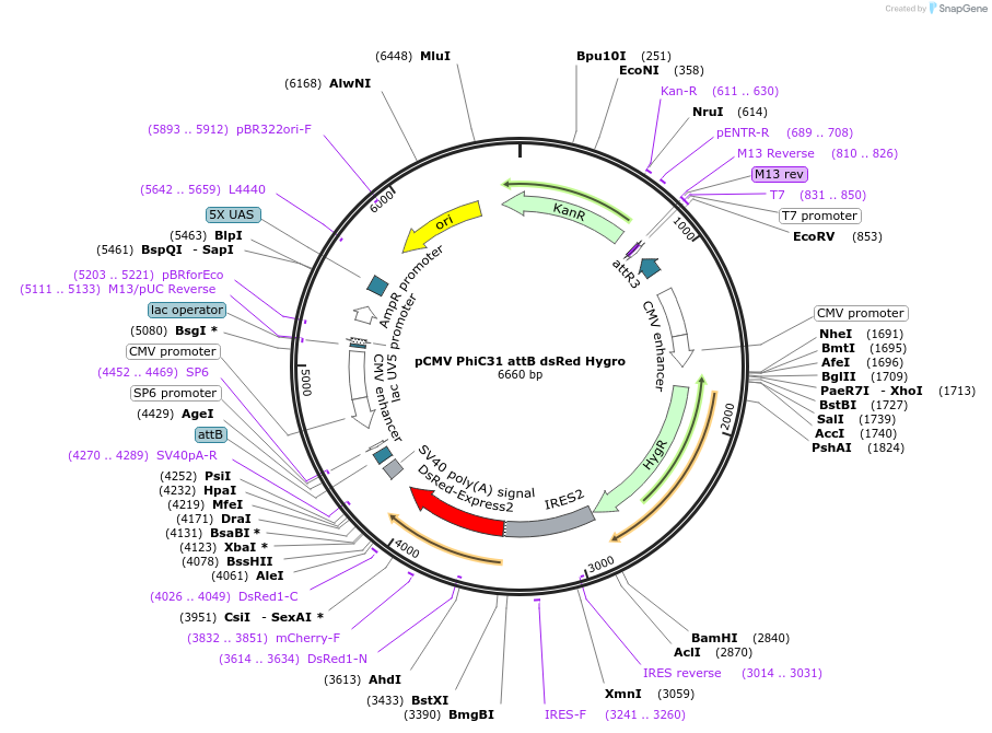 242885-plasmid-map-sequence-id-486675