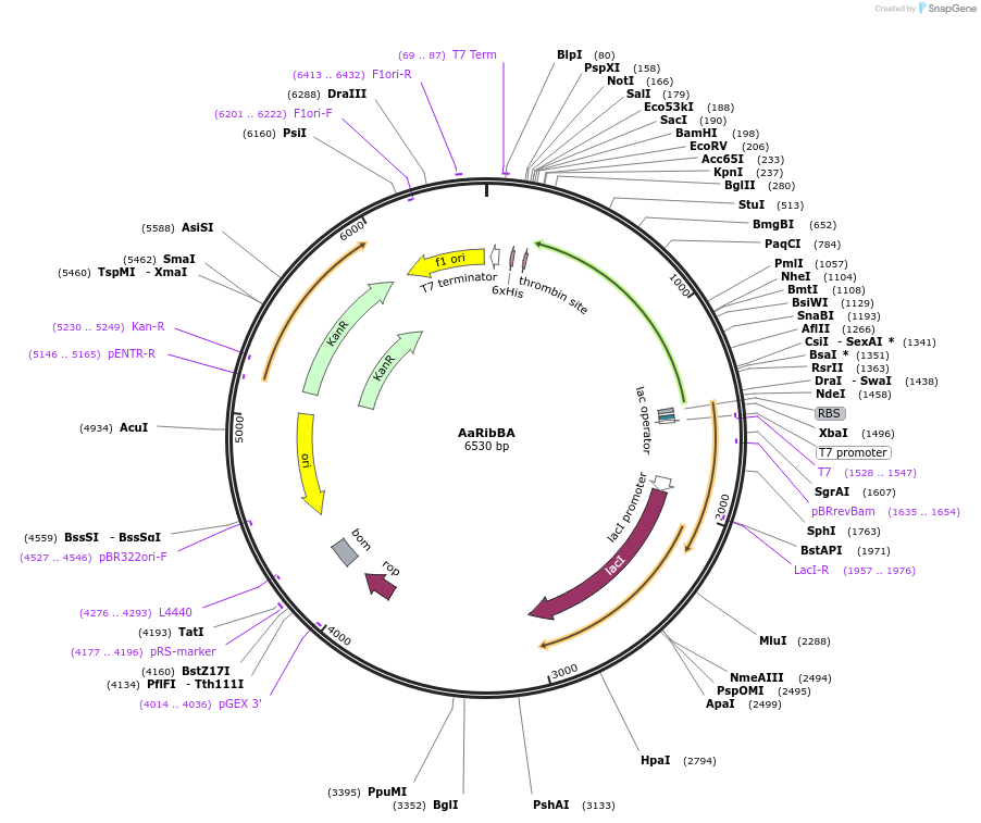 242099-plasmid-map-sequence-id-486678