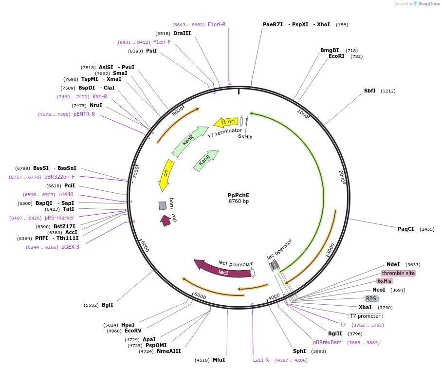 242092-plasmid-map-sequence-id-486686