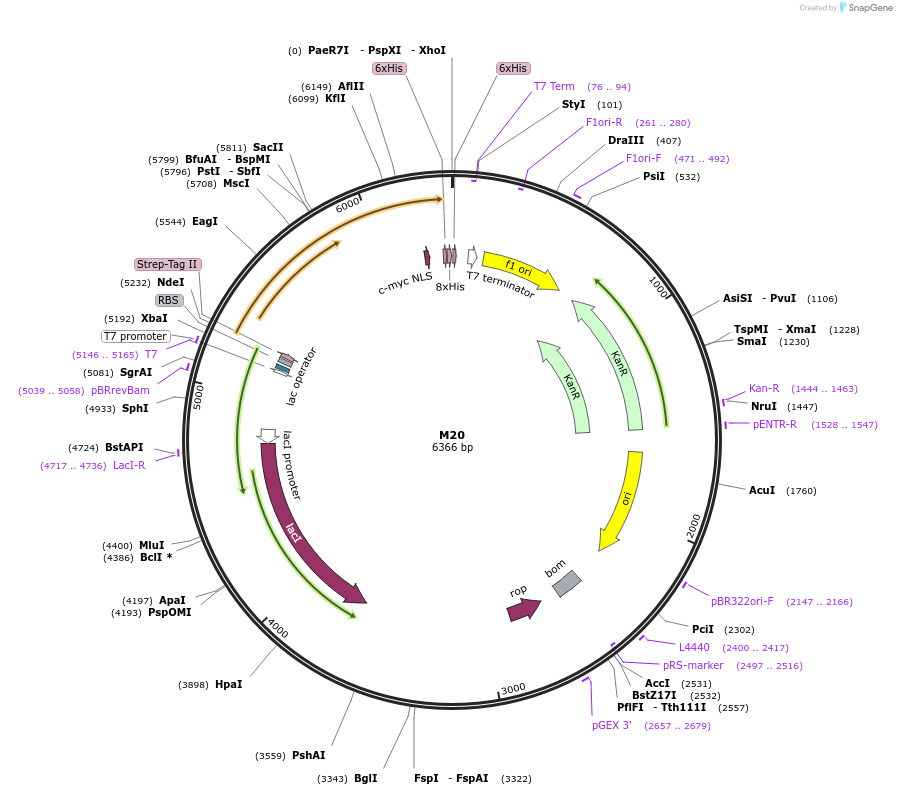 242618-plasmid-map-sequence-id-486688