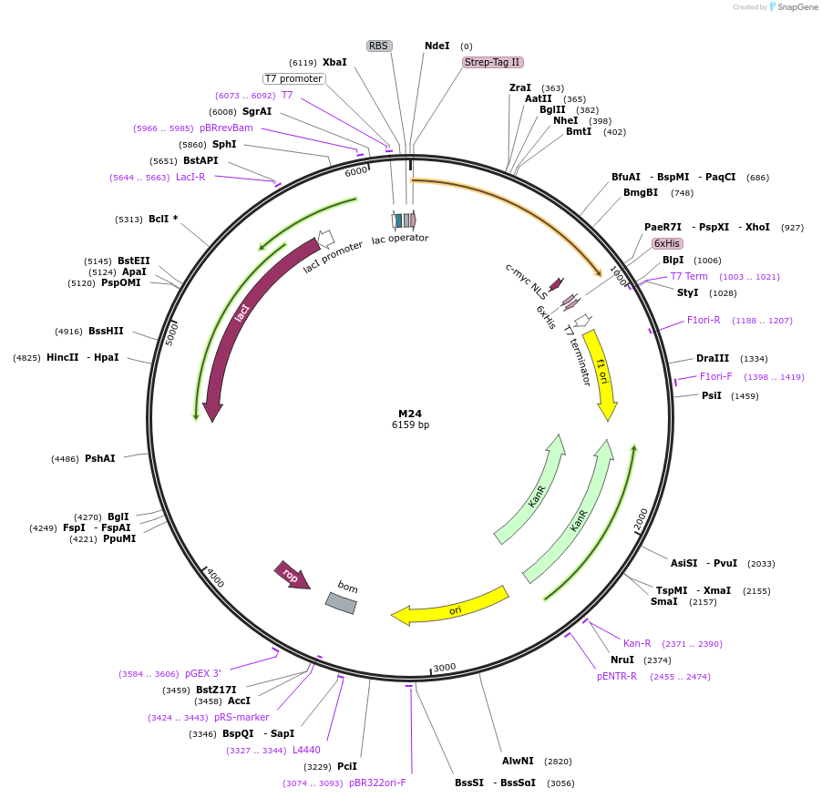 242619-plasmid-map-sequence-id-486690