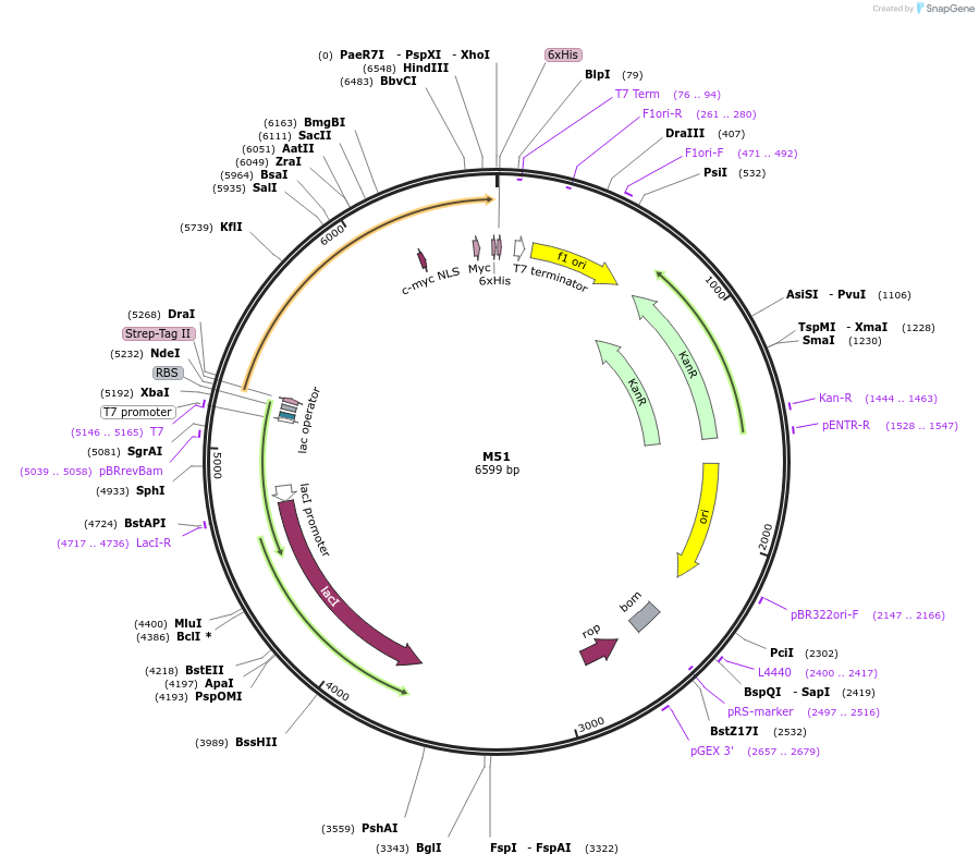 242620-plasmid-map-sequence-id-486691