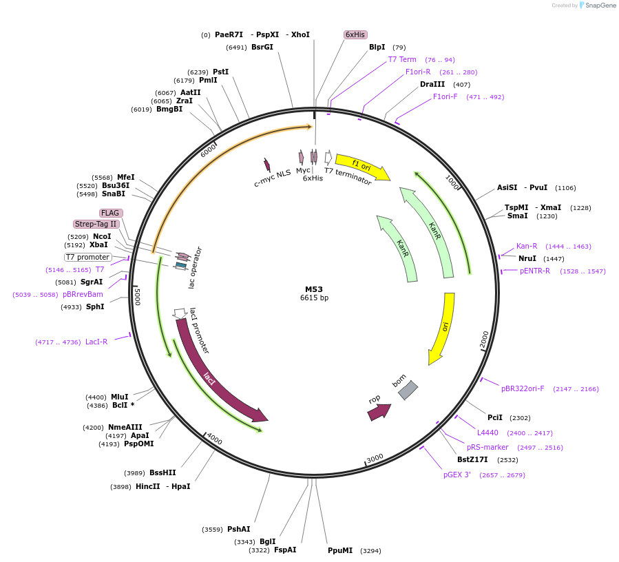 242621-plasmid-map-sequence-id-486693