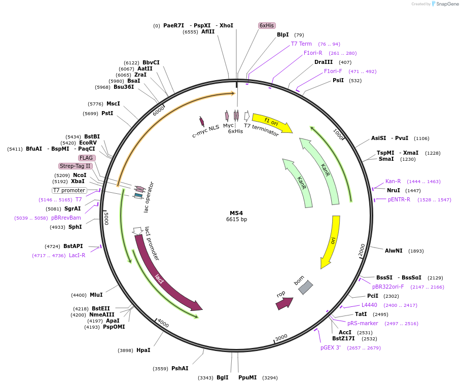 242622-plasmid-map-sequence-id-486696