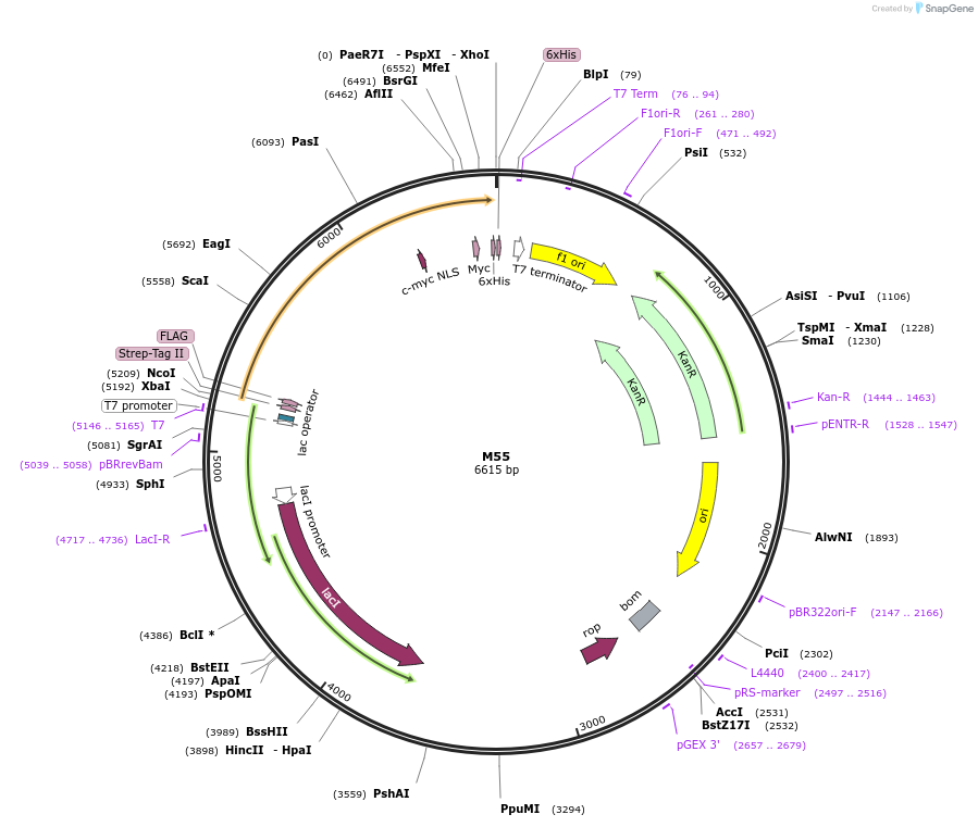 242623-plasmid-map-sequence-id-486697