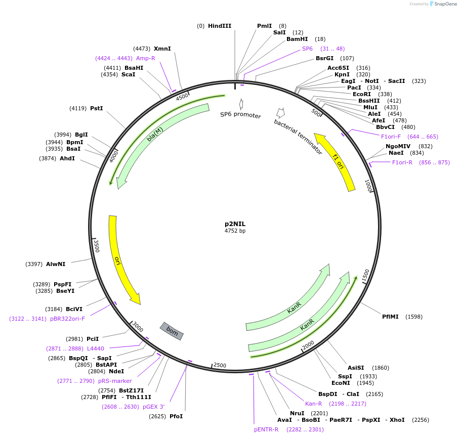 20188-plasmid-map-sequence-id-486729