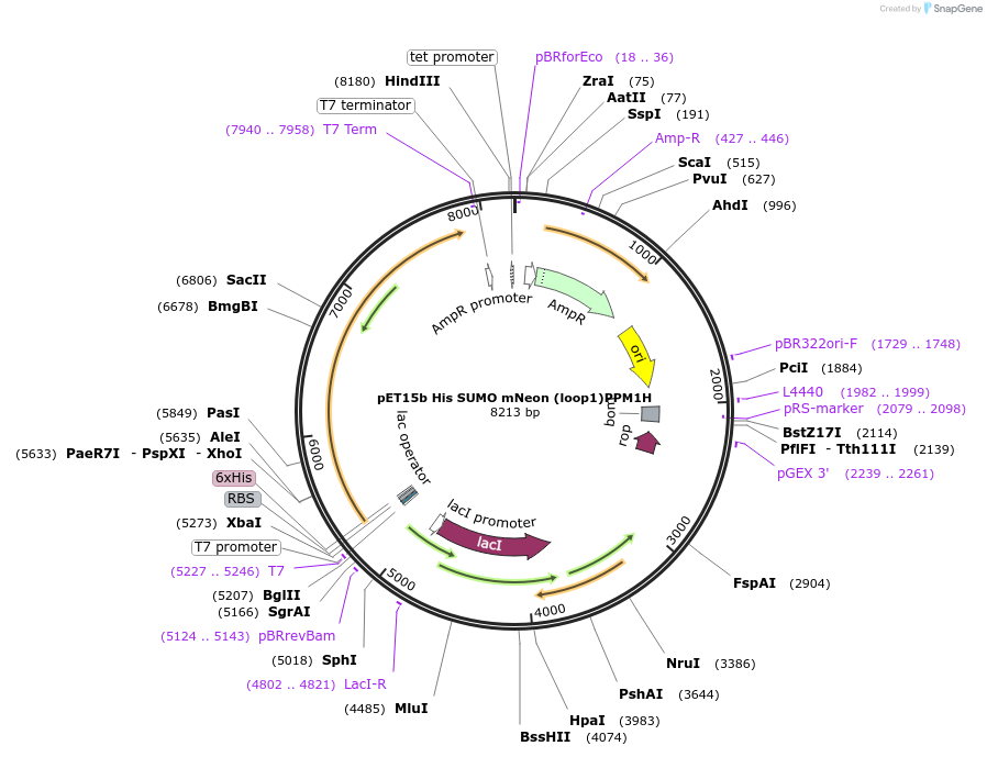 240002-plasmid-map-sequence-id-486750