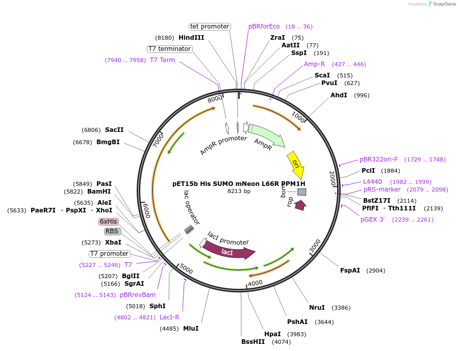 240064-plasmid-map-sequence-id-486751