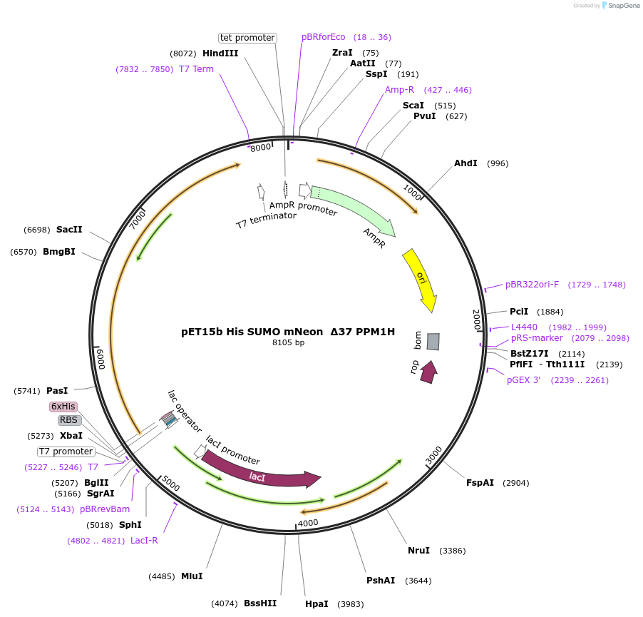 240065-plasmid-map-sequence-id-486752