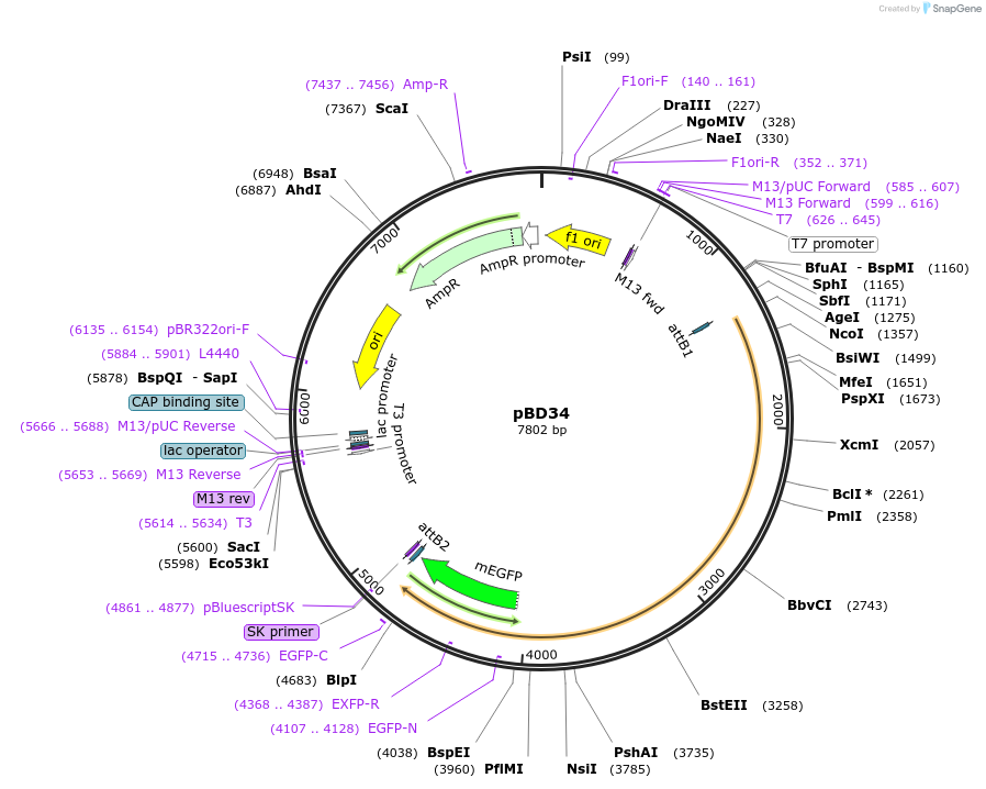 245769-plasmid-map-sequence-id-486781